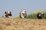 BEARDED COLLIE 219